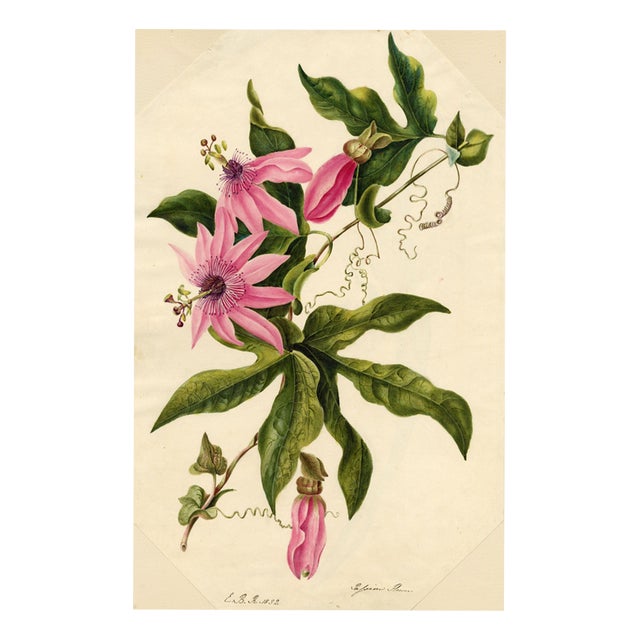 E.B.R. Passion Flower (Passiflora), 1800s, Paper For Sale