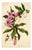 E.B.R. Passion Flower (Passiflora), 1800s, Paper For Sale
