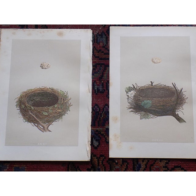 Antique 19th Century Hand Colored Bird Nest & Egg Lithographs - Set of 12 For Sale In Cincinnati - Image 6 of 9
