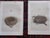 Antique 19th Century Hand Colored Bird Nest & Egg Lithographs - Set of 12 For Sale In Cincinnati - Image 6 of 9
