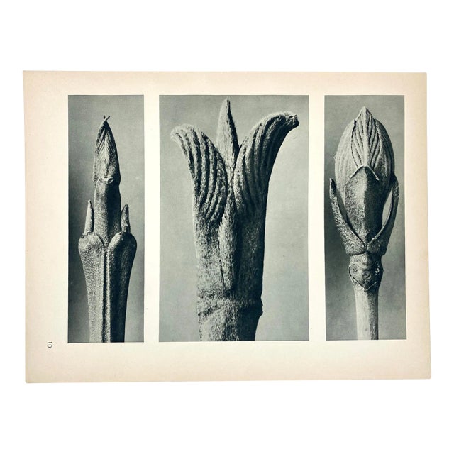 Antique Botanical Blossfeldt Print - No. 10 For Sale