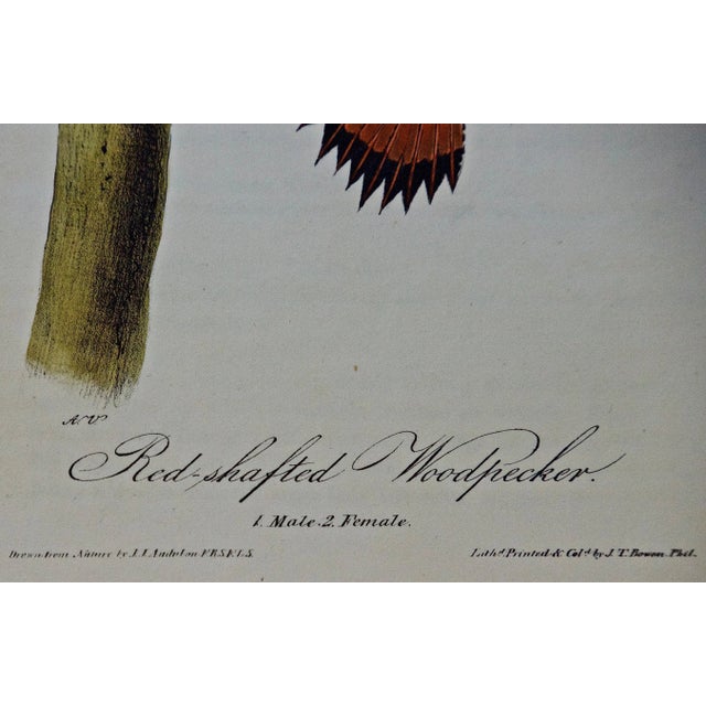 Mid 19th Century Audubon Red-Shafted Woodpecker: A First Octavo Edition Audubon Hand-Colored Lithograph, 1840 For Sale - Image 5 of 5