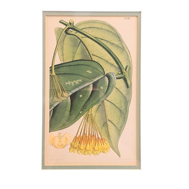 Fantastic 19th century trio of botanical prints, originally published in Curtis's Botanical Magazine in 1850 and 1865,...