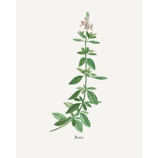 Basil Herb by Redouté, Vintage Botanical Art Print, 16" X 20" For Sale