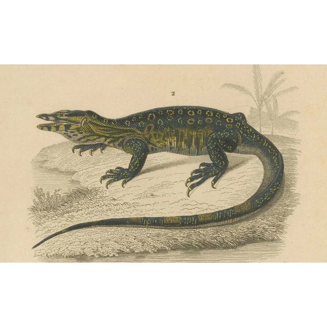 Nose-Horned Chameleon and Banded Monitor, 1850, Paper For Sale - Image 4 of 10