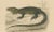 Nose-Horned Chameleon and Banded Monitor, 1850, Paper For Sale - Image 4 of 10
