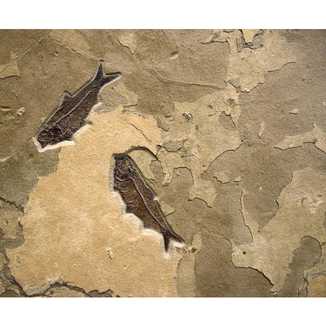 15th Century & Earlier Fossil Fish Mural 4062gm For Sale - Image 5 of 5