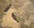 15th Century & Earlier Fossil Fish Mural 4062gm For Sale - Image 5 of 5