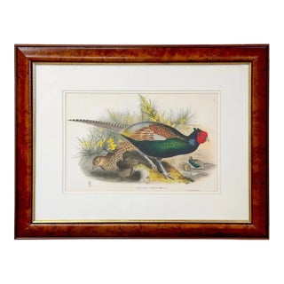 John Gould Japanese Pheasant "Phasianus Versicolo" Large Lithograph, Framed For Sale