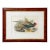John Gould Japanese Pheasant "Phasianus Versicolo" Large Lithograph, Framed For Sale