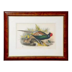 John Gould Japanese Pheasant "Phasianus Versicolo" Large Lithograph, Framed