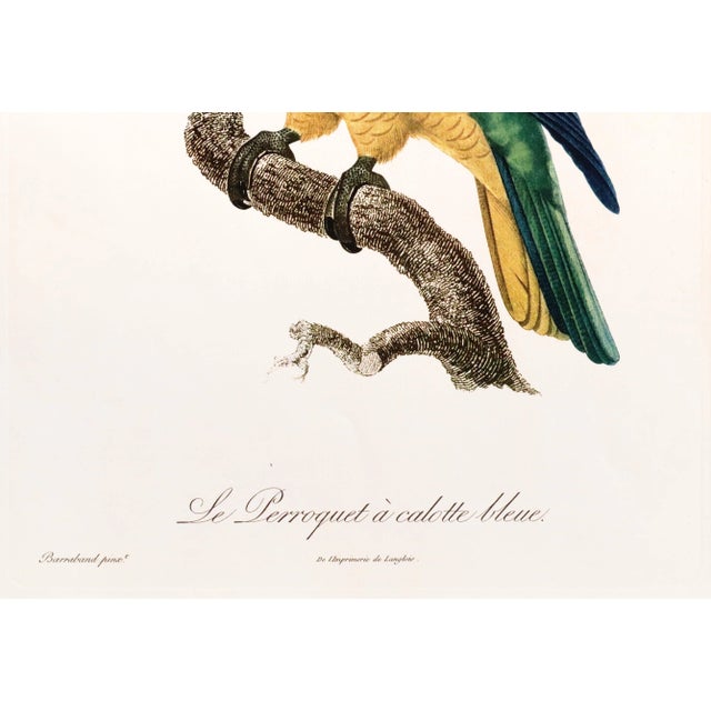 1960s French Bird Print, Jacques Barraband, the Blue-Capped Parrot For Sale - Image 4 of 4