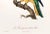 1960s French Bird Print, Jacques Barraband, the Blue-Capped Parrot For Sale - Image 4 of 4