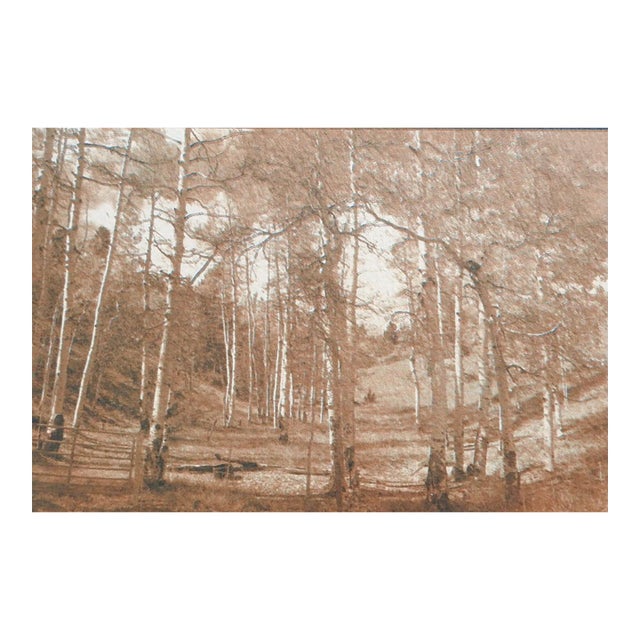 Late 20th Century Sepia Cyanotype Woodland Landscape Photograph For Sale