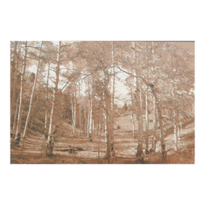 Late 20th Century Sepia Cyanotype Woodland Landscape Photograph