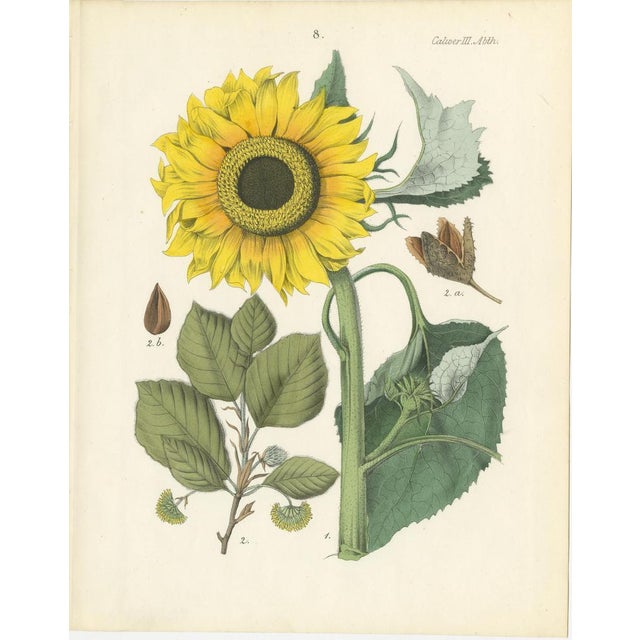 Calwer, Botanical Plates of Technical Plants, 1854, Prints, Set of 12 For Sale - Image 9 of 15