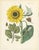 Calwer, Botanical Plates of Technical Plants, 1854, Prints, Set of 12 For Sale - Image 9 of 15