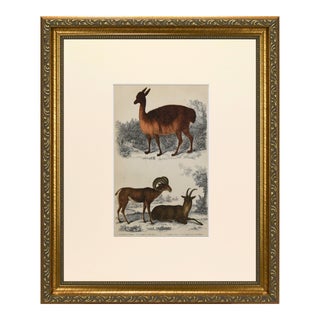 19th Century English Handolored LLama and Big Horn Sheep Engraving by Goldsmith For Sale