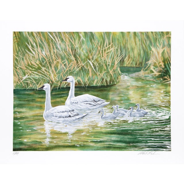 Allen Friedman, Swans, Lithograph For Sale
