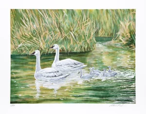 Allen Friedman, Swans, Lithograph