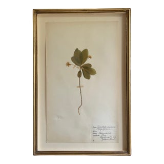 Vintage Swedish Herbarium - Starflower, Circa 1938 For Sale