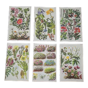 Antique 19th Century Botanical Lithographs - Set of 6