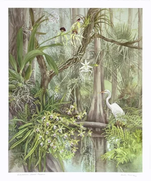 “Fakahatchee Strand Preserve” Hand-Retouched Giclee Print by Angela Mirro