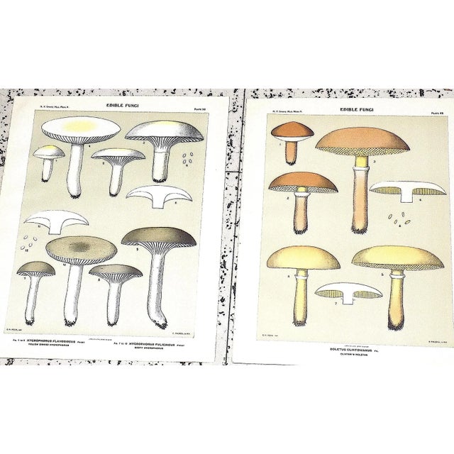 Realism Authentic Antique American Mushroom Color Lithographs - Set of 12 For Sale - Image 3 of 10