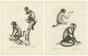 Carel Christiaan Antony Last, Oeakari, Sodenaap, Cacajao & Capuchin Monkeys, Lithographs, 1836, Set of 2