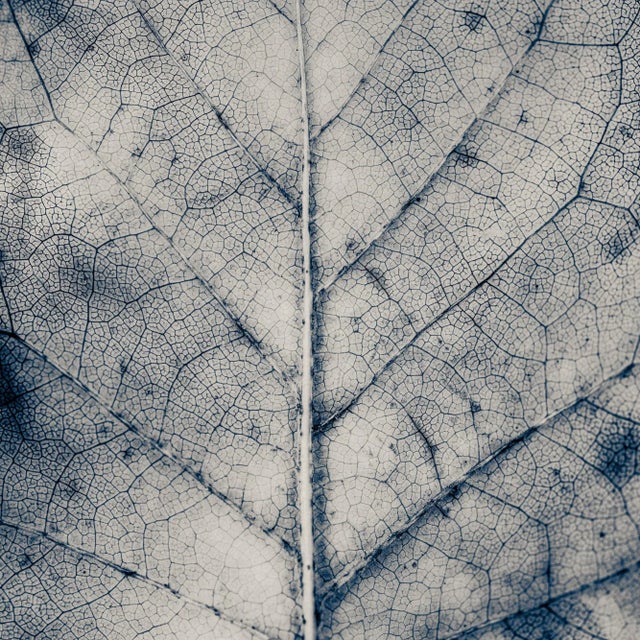 Not Yet Made - Made To Order Guy Sargent, The Vein of Truth, Archival Pigment Print For Sale - Image 5 of 6