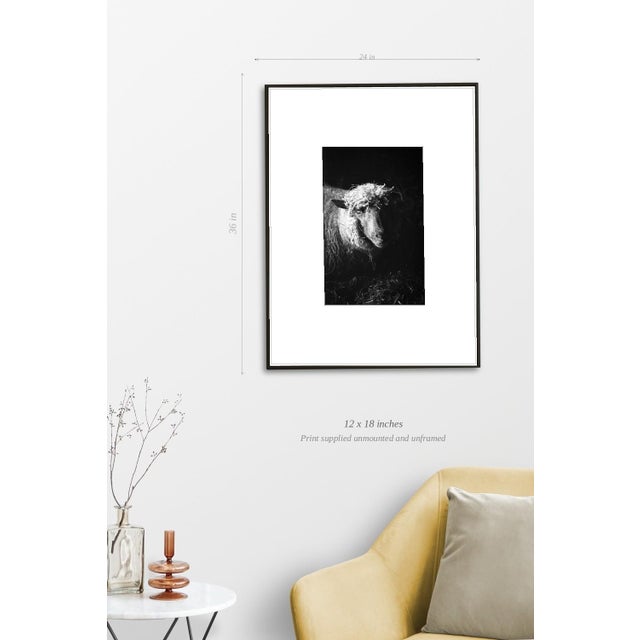 Paul Cooklin, Ewe in Barn, Edition of 50 For Sale - Image 4 of 7