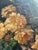 A. Pricelius, Floral Still Life of Roses in Glass Vase, 1930s, Oil Painting For Sale - Image 7 of 10