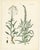 Calwer, Botanical Plates of Technical Plants, 1854, Prints, Set of 12 For Sale - Image 11 of 15