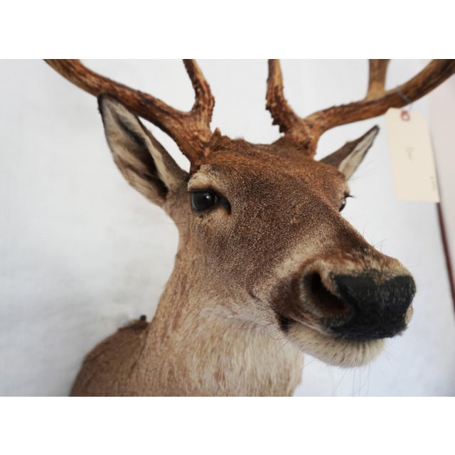 Whitetail Deer 9 Point Mount Head and Bust For Sale - Image 10 of 18