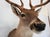 Whitetail Deer 9 Point Mount Head and Bust For Sale - Image 10 of 18