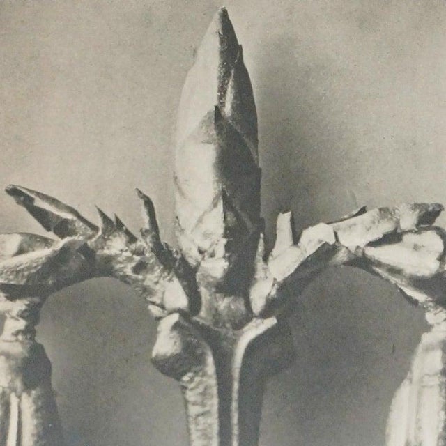 Karl Blossfeldt, Black and White Botanical Image, 1942, Photogravure, Framed For Sale - Image 6 of 16