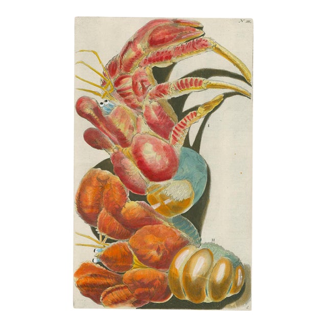 Georg Wolfgang Knorr – Lobsters & Crustaceans – 18th-Century Engraving with Modern Hand Coloring – Plate I For Sale