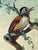 Tiffany Blue Mid-20th Century Large Ornithological Oil Painting of Songbirds by Ira Monte. For Sale - Image 8 of 12