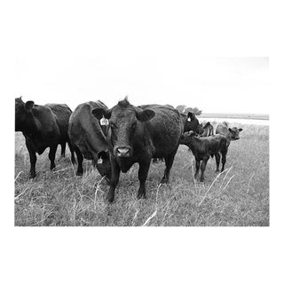 21st Century Nowata Oklahoma Cattle Ranch Print in Black and White For Sale