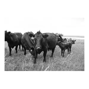 21st Century Nowata Oklahoma Cattle Ranch Print in Black and White