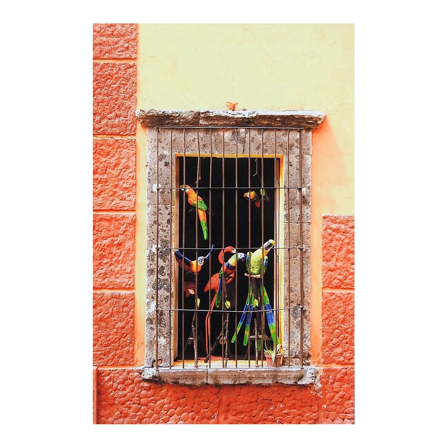Colorful Window & Toy Parrots Photograph | Chairish