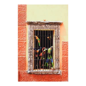 Colorful Window & Toy Parrots Photograph