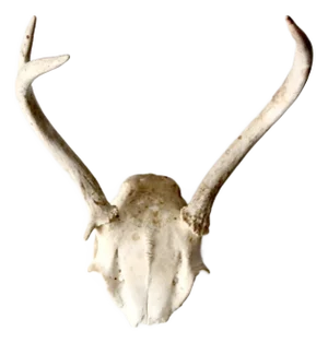 Vintage Deer Skull With Antlers
