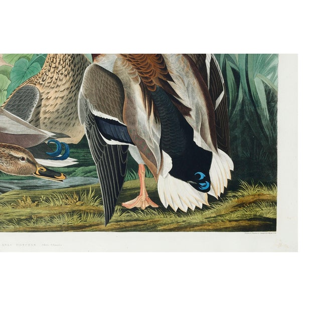 Mallard Duck, Vintage Art Print Reproduction From Birds of America by John James Audubon, 30" X 20" For Sale - Image 9 of 11