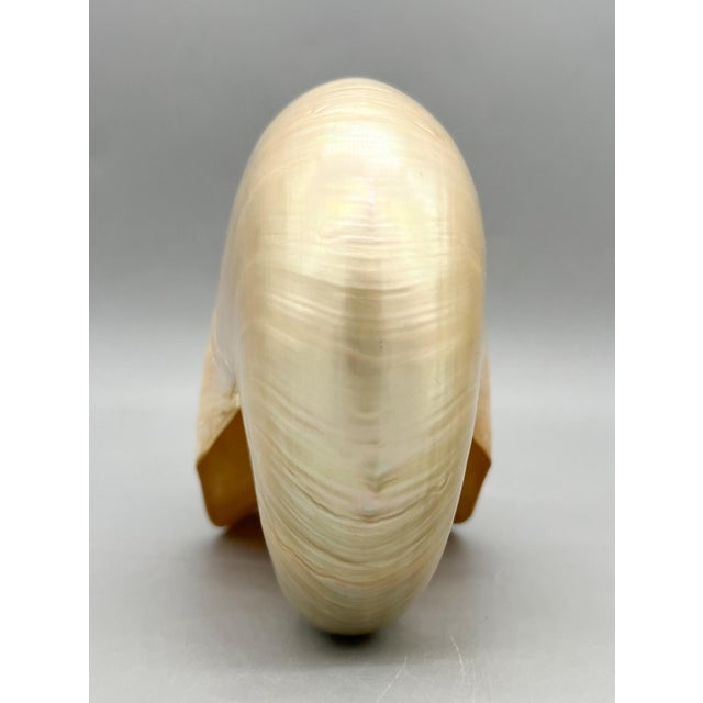 Contemporary Large Natural Polished Nautilus Shell Specimen – Coastal / Organic Modern For Sale - Image 3 of 9