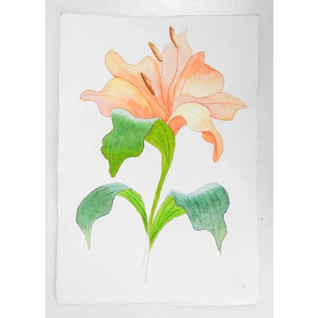 Late 20th century watercolor on paper painting of peach colored lily. Unsigned. Unframed.