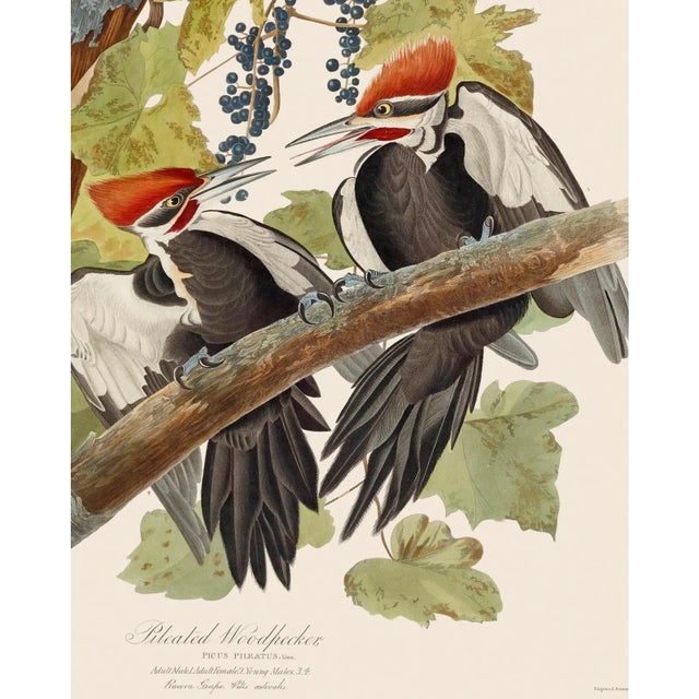 Introducing the Duchess Edition: a refined collection of Audubon Bird Giclée reproductions that elevate the timeless...