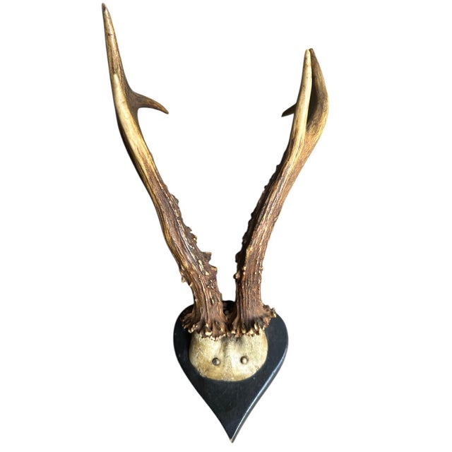 Early 1900s Roe Deer Trophy Rd130 Black Forest Antlers For Sale - Image 4 of 5