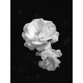 The Bee and the Rose, Pasadena, 2024, Black and White Photography For Sale