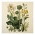 Vintage Botanical Garden Study No. 8 | Botanical Wall Art in Dark Green & Cream For Sale